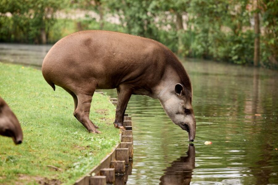 Leewarden: AquaZoo Entry Ticket - What “a beautifully located zoo in Friesland” really means for your visit