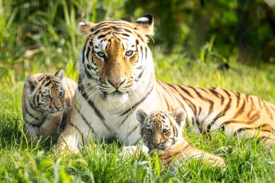 Leewarden: AquaZoo Entry Ticket - Price and value: is about $23 a good deal for 1 day?