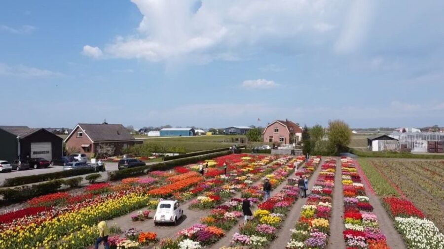 Lisse: Enjoy the Tulip Fields by Bike with a Local Guide! - Who This Tour Fits Best (and Who Should Skip It)