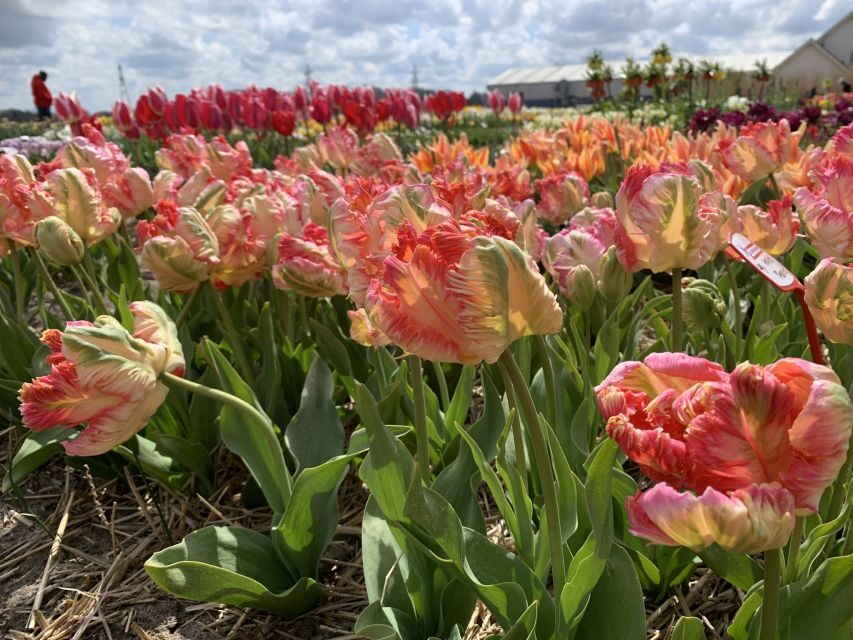 Lisse: Enjoy the Tulip Fields by Bike with a Local Guide! - Cycling Past Flower Fields Toward Kasteel Keukenhof