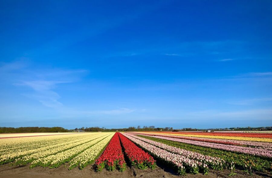 Lisse: Enjoy the Tulip Fields by Bike with a Local Guide! - Keukenhof Area Cycling: Seeing the Famous Bulbs Without the Ticket Pressure