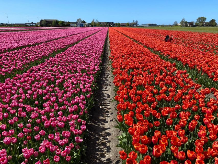 Lisse: Enjoy the Tulip Fields by Bike with a Local Guide! - Price and What You Get for $58