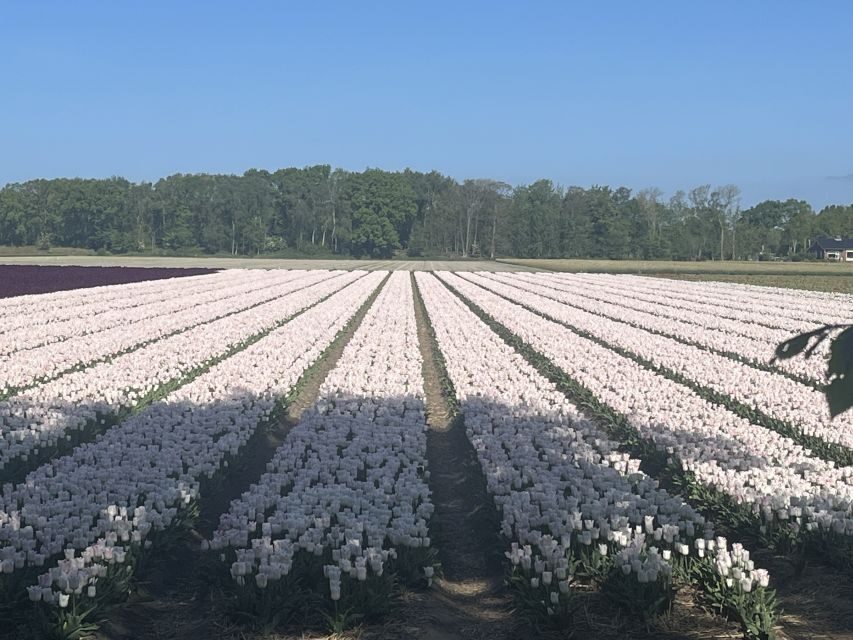 Lisse: Enjoy the Tulip Fields by Bike with a Local Guide! - Meeting at Restaurant Hanami: The Start That Sets the Tone