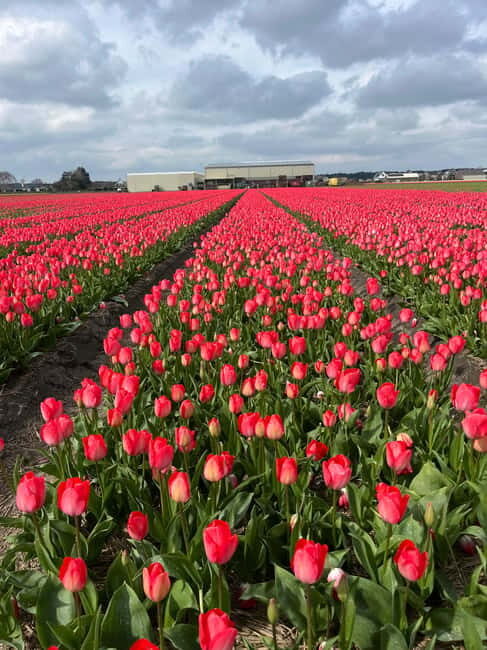 Lisse: Private Tulip Fields Tour with a Local Guide 1h Tour - Van ride timing: the short drive you should plan around