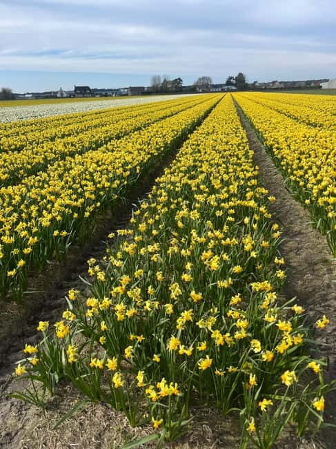 Lisse: Private Tulip Fields Tour with a Local Guide 1h Tour - Optional Dutch lunch after the tulip hour