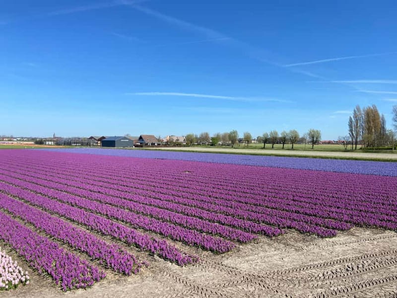 Lisse: Self-Guided Tulip Fields GPS Audio Tour - Audio guide in 3 languages and a kid-friendly treasure hunt