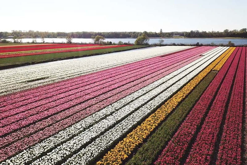Lisse: Self-Guided Tulip Fields GPS Audio Tour - Meeting Renzy Near Keukenhof: easy to reach, not in the park