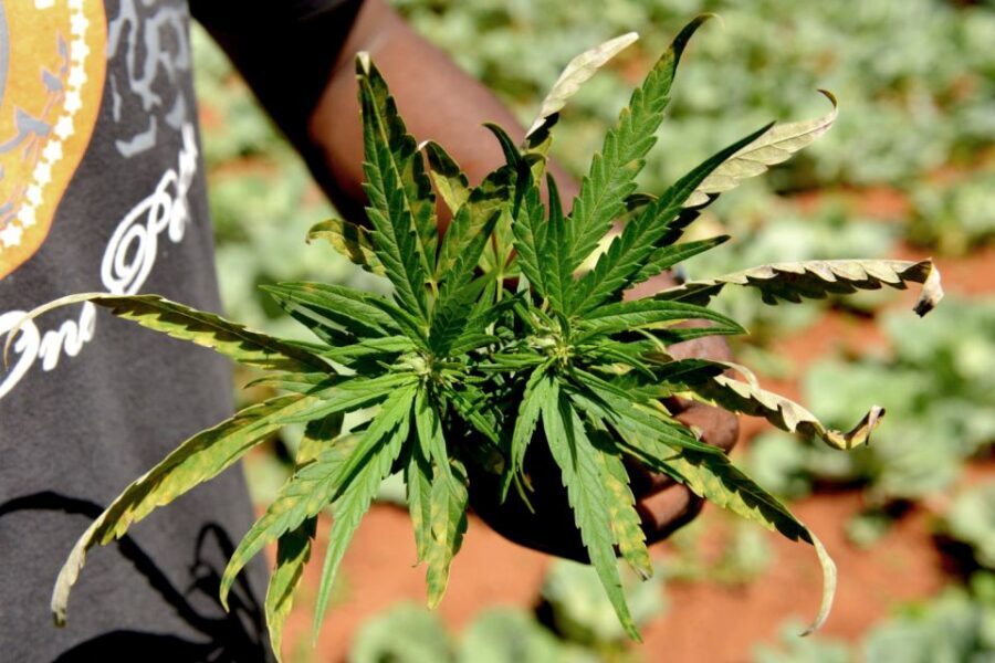 Mike Tyson inspired cannabis tour PRIVATE - Key things to know before you go