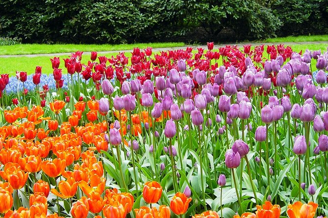 Private Day Trip from Amsterdam to Keukenhof with Entrance Tickets - From Your Hotel to Keukenhof in About 6 Hours