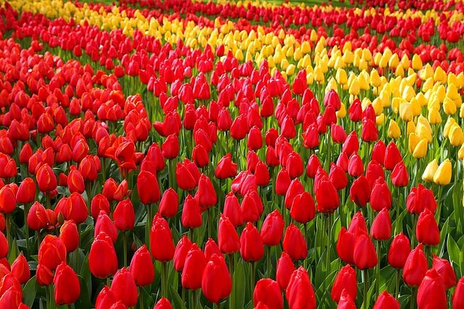 Private Day Trip to Keukenhof Gardens with Entrance Tickets - Keukenhof gardens: using your time without getting lost