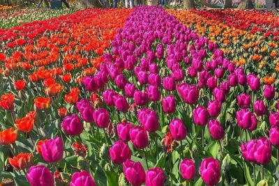 Private Day Trip to Keukenhof Gardens with Entrance Tickets - Skip-the-line entry and the mobile ticket advantage
