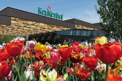 Private Flower Tour to the Keukenhof - The tulip-field drive: scenic route, but timing matters