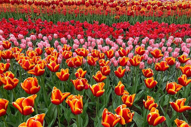 Private Flower Tour to the Keukenhof - Price and value: when a private ride makes sense