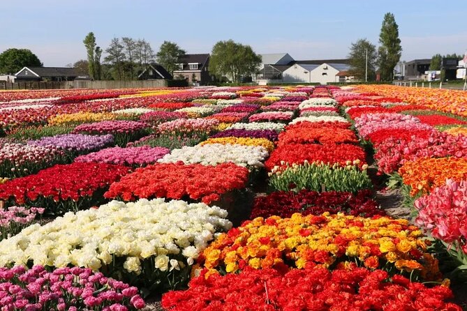 Private Flower Tour to the Keukenhof - Should you book this private Flower Tour to Keukenhof?