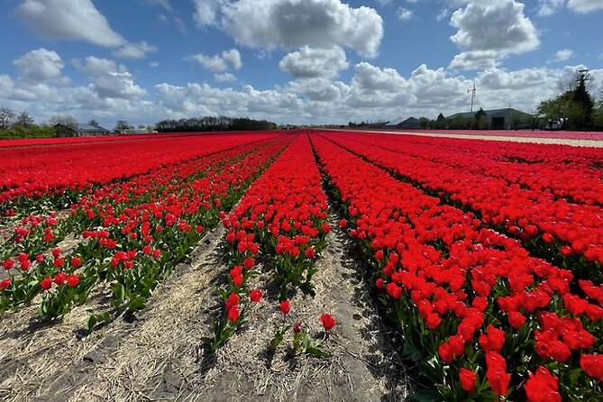 Private Guided Tour of Keukenhof Tulip Gardens & Private Windmill - The day’s pacing: a 7-hour private route with real breathing room