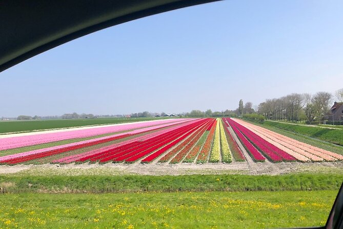 Private Guided Tour of Keukenhof Tulip Gardens & Private Windmill - What to pack and what to plan before you go