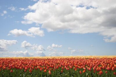 Private Half-Day Trip From Amsterdam to The Tulip Fields in Keukenhof - Keukenhof Gardens in two time blocks: pacing your tulip-photo hunt
