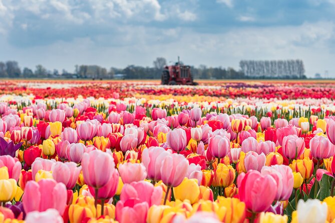 Private Keukenhof Gardens and Tulip Fields Tour from Amsterdam - Private Pickup Beats the Usual Keukenhof Chaos