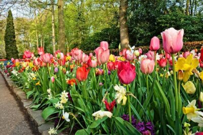 Private Keukenhof Gardens and Tulip Fields Tour from Amsterdam - Keukenhof Entry That Gets You Inside Fast