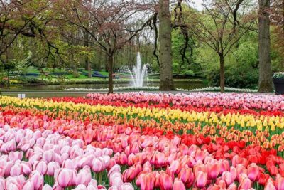Private Keukenhof Park and Tulip Fields Tour (Skip-The-Line) - Tulip Fields En Route: Where Your Photos Get That Windmill-Backdrop Feel