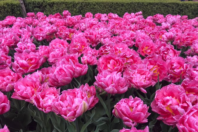 Private Tour to the Keukenhof and Tulip Fields - Pickup and timing: when you leave Amsterdam changes the whole day