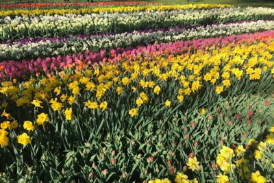 Private Tour to the Keukenhof and Tulip Fields - Keukenhof gardens: 2 hours that can feel like a lot (if you plan it)