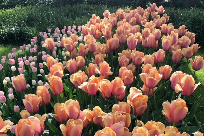 Private Tour to the Keukenhof and Tulip Fields - De Tulperij flower farm: the short stop that keeps things human