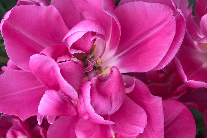 Private Tour to the Keukenhof and Tulip Fields - Flexibility with your guide: getting the day you want