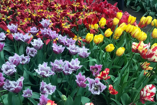 Private Tour to the Keukenhof and Tulip Fields - Photo and comfort tips that actually matter on a spring day