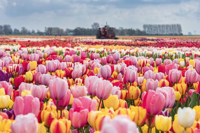 Private Tour to Tulips, Keukenhof, Windmills & Cheese Farm - Key things you’ll notice (before you go)