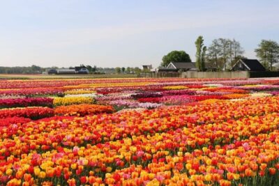 Private Tour to Tulips, Keukenhof, Windmills & Cheese Farm - Tulip Experience Amsterdam: history talk, photo time, and picking your own tulips