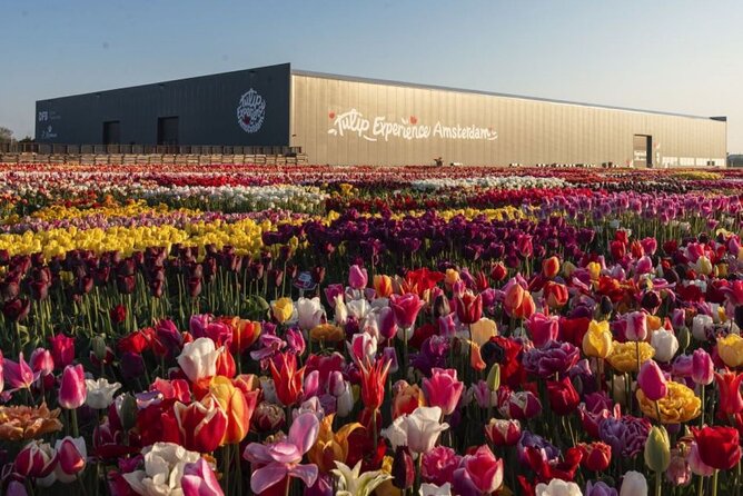 Private Tour to Tulips, Keukenhof, Windmills & Cheese Farm - Jacobs Hoeve Cheese Farm (Henri Willig): Gouda basics, tastings, and the cow view