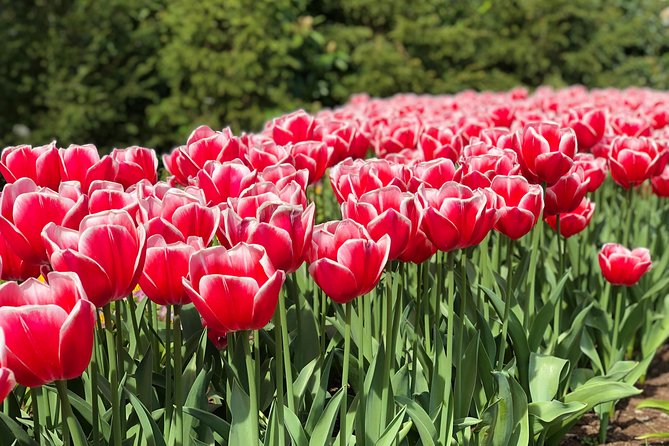Private Tour to Windmills Zaanse Schans +Keukenhof - 7 Hours - FAQ