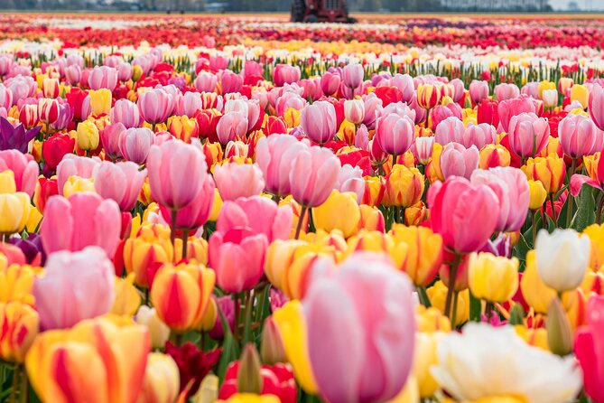 Private Tulip Fields, Windmills and Cheese Tour from Amsterdam - Key points to know before you go