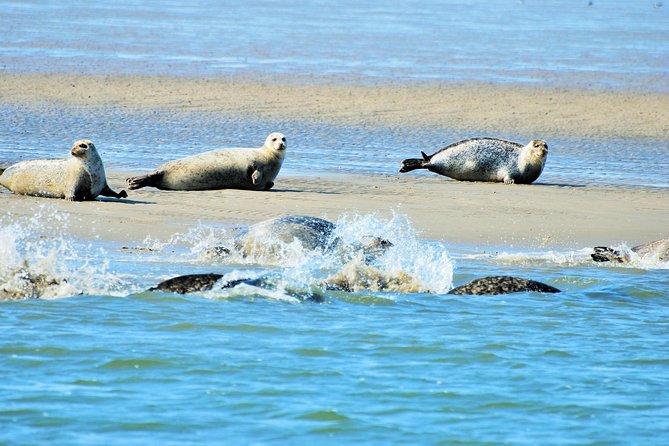 Seal Safari at UNESCO Site Waddensea from Amsterdam - Seal Safari essentials: what makes this day trip work