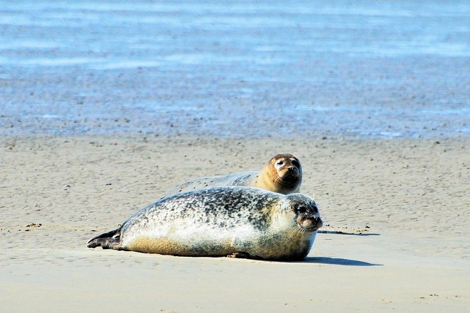 Seal Safari at UNESCO Site Waddensea from Amsterdam - Why the Wadden Sea UNESCO area is the whole point