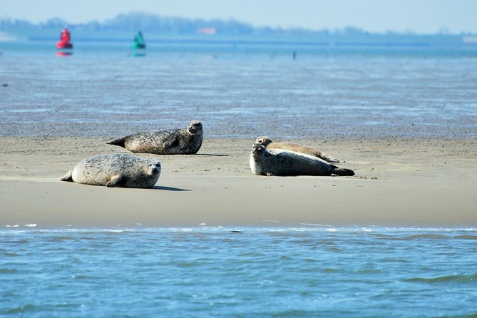 Seal Safari at UNESCO Site Waddensea from Amsterdam - Getting out of Amsterdam by private minivan (and back again)