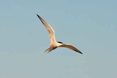 Seal Safari at UNESCO Site Waddensea from Amsterdam - Price and logistics: what you pay for, and what you get