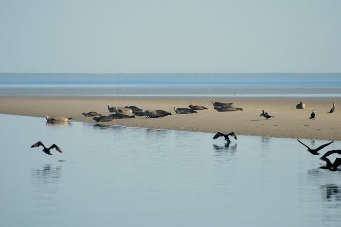 Seal Safari at UNESCO Site Waddensea from Amsterdam - Stop 1 on the water: seal spotting in the UNESCO Wadden Sea