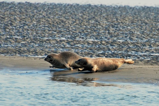 Seal Safari at UNESCO Site Waddensea from Amsterdam - What to wear: wind, cold water air, and how to stay comfy