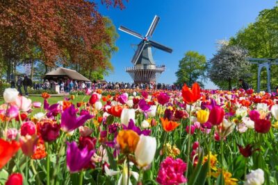 Skip-the-Line Keukenhof Gardens and Tulip Fields Tour from Amsterdam - Hotel Pickup From Amsterdam: Comfort That Saves Energy