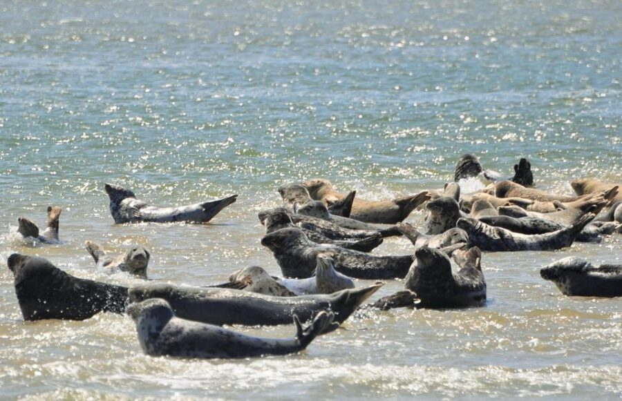 Small group full day island tour to Texel from Amsterdam - Lunch in a historic village: expect a stop, then plan your budget