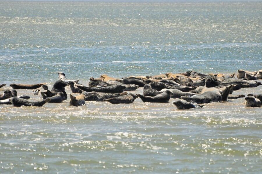 Small group full day island tour to Texel from Amsterdam - Price and value at about $294: what you get for your money
