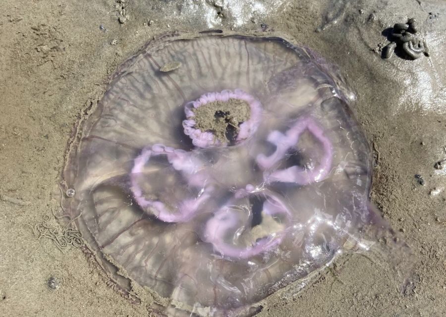 Small group full day island tour to Texel from Amsterdam - Waddensea UNESCO: why the tidal flats change what you see