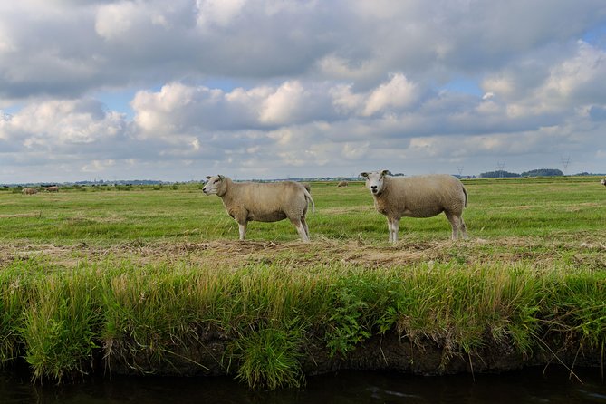 Small-Group Guided Sunset Canoe Tour in Waterland with Dinner - The sunset paddle: reed beds, animals, and long views