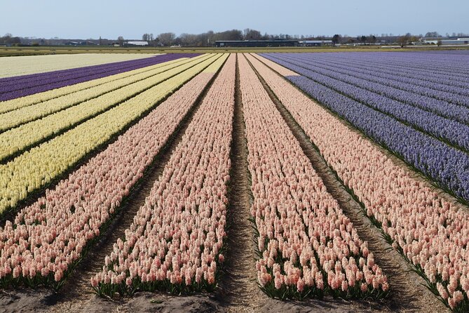 Small Group Keukenhof and Delft Guided Tour from Amsterdam - Keukenhof in the Right Order: Skip the Line, Then Read the Flowers