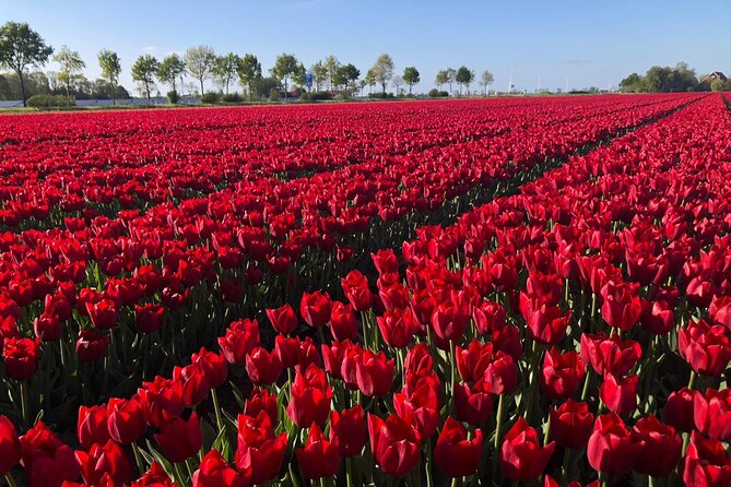 Small Group Keukenhof and Delft Guided Tour from Amsterdam - Group Size, Vans, and Hearing the Guide Without Stress