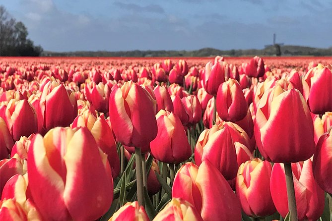 Small Group Tulip and Spring Flower Fields Bike Tour - The 3.5-Hour Bike Plan: What Your Afternoon Looks Like
