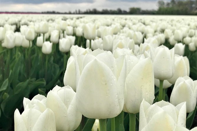 Small Group Tulip and Spring Flower Fields Bike Tour - The “Included” Stuff That Makes It Feel Effortless