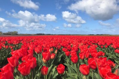 Small Group Tulip and Spring Flower Fields Bike Tour - Stop 1: Riding Out With Alkmaar Tours to Spring Flower Fields